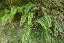 Asplenium oblongifolium. Mature plants growing on forest margin.
 Image: L.R. Perrie © Te Papa CC BY-NC 3.0 NZ